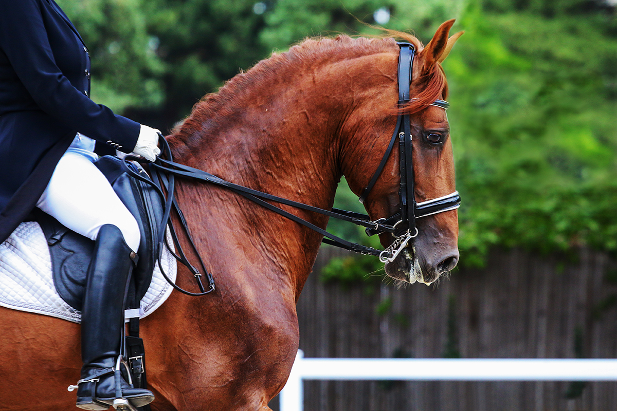 Marine Bouchot – Equine Photographer